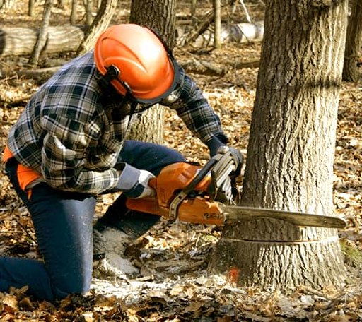 Tree Removal in Barney, GA